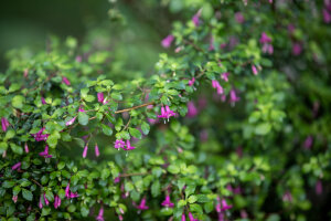 Fuchsia Lottie Hobby